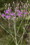 Tall ironweed